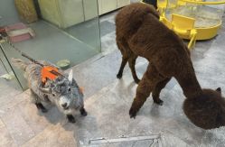 -神奇动物撸宠馆·羊驼·小浣熊·异宠(豫园店)