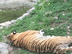 -西安秦岭野生动物园