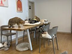 -有喵·猫咖·狗咖·30几只猫10只小狗(岗厦店)
