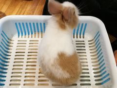 -藦茜花园宠物主题亲子互动体验馆(国顺东路店)