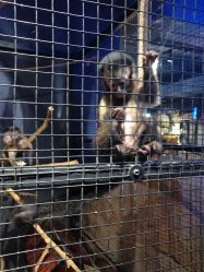 点击看大图 -酷嗒动物文化乐园(cutezoo西溪乐天城店)