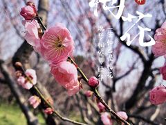 -梅花山(明孝陵内)