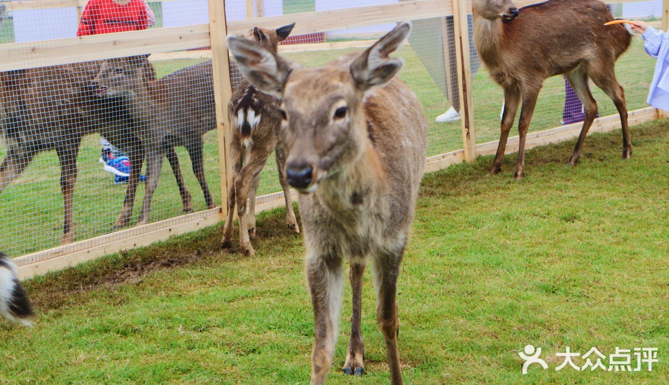 南宁鹿岛公园我来了，凑热闹真的想哭