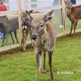 南宁鹿岛公园我来了，凑热闹真的想哭