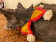 -猫小院猫主题餐厅(南锣旗舰店)
