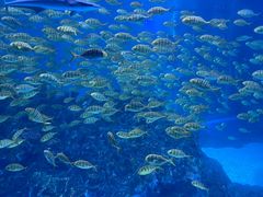 -海合安成都极地海洋公园