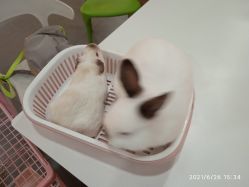 -Moni星球萌宠·小马宝莉·灵蛇·高端高阶全萌宠互动体验俱乐部(红豆国际广场店)