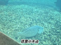 -海棠湾洲际-涛·海底餐厅·美人鱼·自助餐·海底隧道