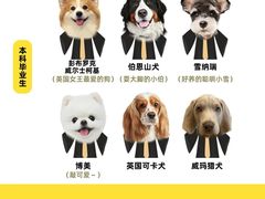 -翊宠yipet猫狗购宠庄园