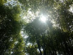 -川西竹海景区