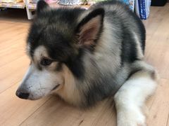 -袖虎宠物(岭南新世界店)