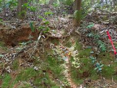 -黄埔油麻山森林公园