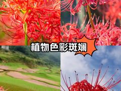 -北京世界花卉大观园