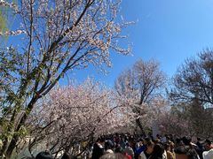 -桃花堤公园