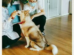 -Husky Go! 哈士奇体验馆·宠物咖啡厅狗咖