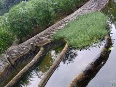-成都市活水公园