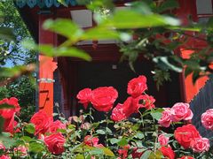 -北京师范大学附属中学