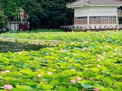 -荔湾湖公园