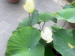 -莲花池公园