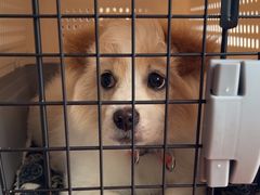 -艾贝尔宠物医院 ·内科全科(梁溪路店)