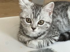 -瑞派福兴宠物医院犬猫全科·骨科·中西医结合(河东店)