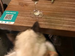 -猫色咖啡·猫咖