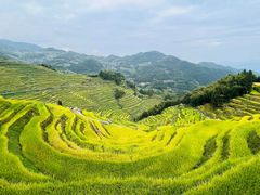 -紫鹊界梯田景区