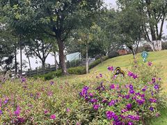 -铁山坪森林公园