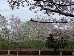 -盐官日光域房车营地·有盐餐厅