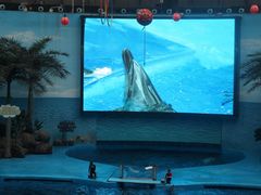 -海合安成都极地海洋公园