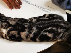 -lincat·猫舍(广州店)