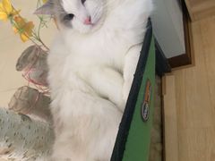 -酷豆宠物咖啡·宠物美食·撸猫馆