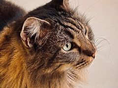 -豆逗聊愈猫阁Easy Life