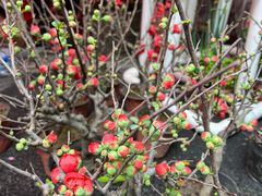 -越秀西湖花市(广州城市广场花卉店)