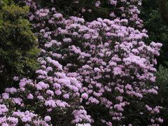 -梧桐山风景名胜区