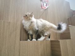 -COLOR PETS 撸猫馆·购猫·猫咖(长风大悦城店)