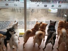 -柴犬高等学院·狗咖·柴犬售卖·宠物训练