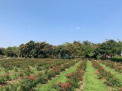 -亚龙湾国际玫瑰谷