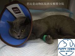 -芭比堂动物医院·犬猫全科·异宠专科(雁塔分院)