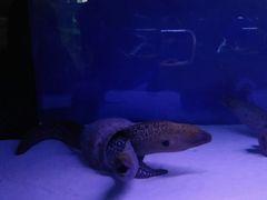 -沙沙哗啦海洋馆(华宇百花谷店)