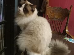 -猫色咖啡·猫咖