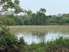 -大湾区中央湿地公园