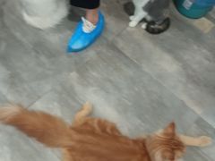 -楼上猫咖(罗湖店)