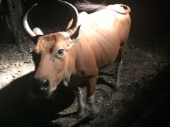 -清迈夜间动物园