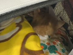 -凯特喵百思猫专科医院