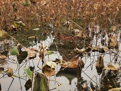 -四川大学(华西校区)