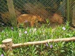 -海南热带野生动植物园