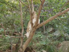 -崂山九水游览区