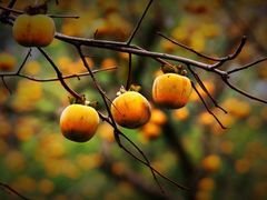 -如意山房柿子树下餐厅