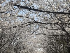 -高东镇樱花园